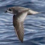 Pétrel maculé. Famille des Procellariidés. Ordre : Procellariiformes