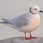 23073
